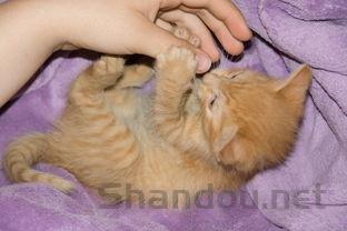 猫咪牙龈红嘴里臭是什么原因导致的?猫咪牙龈红嘴里臭该怎么解决?