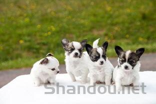 猫咪换粮后干呕是啥缘故?猫咪换粮后干呕该怎么解决?