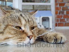 狗狗肚子上有个地方肿了越来越大是什么原因?该咋办?