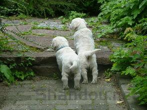 狗狗肚子上有个地方肿了越来越大是什么原因?该咋办?