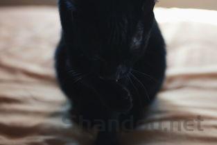 猫咪呕吐不吃食物的问题出在哪?猫咪呕吐不吃食物该怎么处理?