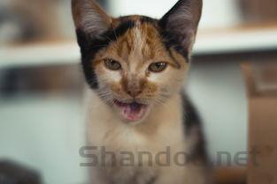 猫咪呕吐不吃食物的问题出在哪?猫咪呕吐不吃食物该怎么处理?