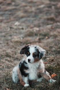 狗狗吐不拉吐白沫坐着不睡觉是什么情况?该怎么做才对?