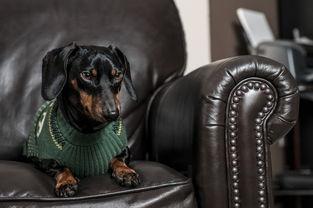 狗狗吐不拉吐白沫坐着不睡觉是什么情况?该怎么做才对?