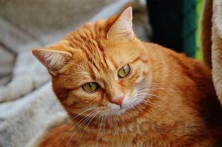 猫咪身上有红色的包的问题出在哪?该怎么解决?