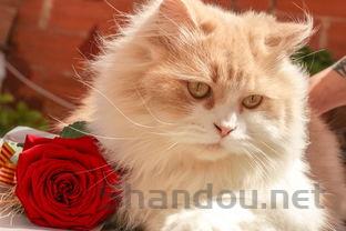 猫咪呕吐精神不振是到底怎么了?该如何是好?