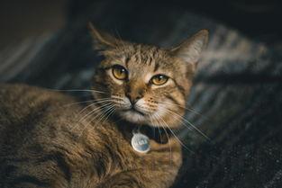 猫咪到家总是发出咕噜声是啥缘故?怎么办?