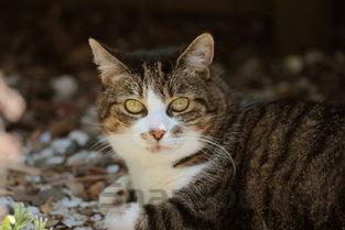 猫咪到家总是发出咕噜声是啥缘故?怎么办?