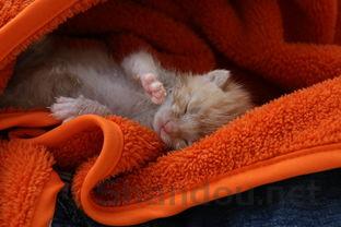 猫咪到家总是发出咕噜声是啥缘故?怎么办?