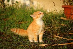 猫猫嘴边红了一片是到底怎么了?猫猫嘴边红了一片要怎么调理?