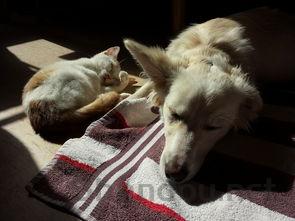 猫咪口腔里有个凸起的包还有黑点要怎么改善?