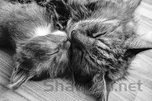 猫咪口腔里有个凸起的包还有黑点要怎么改善?