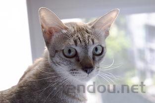 猫咪耳朵有脓状物的问题出在哪?猫咪耳朵有脓状物怎么办?