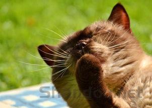 刚出生小猫头一直歪着是什么原因?该怎么解决?