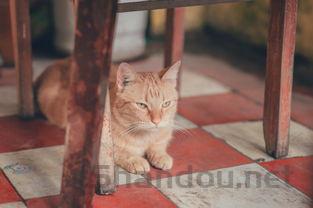 猫下巴和胡子根部有橙色颗粒该怎么处理?