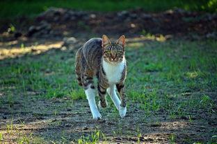 猫流泪眼屎多是到底怎么了?猫流泪眼屎多该怎么处理?