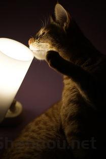 猫咪呕吐糊状的东西和泡沫的缘由何在?要怎么改善?