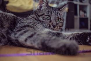 猫咪掉毛皮肤泛红是什么引起的?猫咪掉毛皮肤泛红要怎么调理?