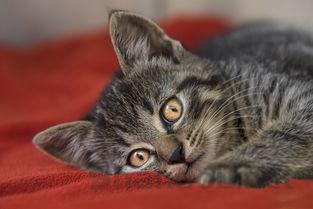 猫咪右眼睛睁不开了是什么引起的?该如何是好?