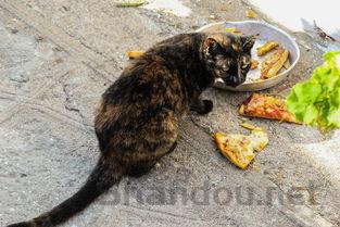 猫咪肚子变大现在小点了是什么引起的?有什么办法恢复?