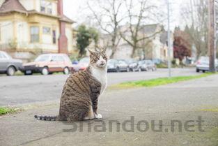 猫咪肚子变大现在小点了是什么引起的?有什么办法恢复?