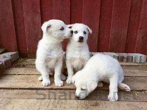 狗狗眼睛变蓝眼球中间有点凸起,为何会这样?该怎么办?