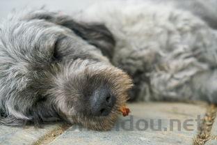 狗狗没精神食欲不振是什么原因?狗狗没精神食欲不振该如何解决?