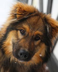 狗狗没精神食欲不振是什么原因?狗狗没精神食欲不振该如何解决?