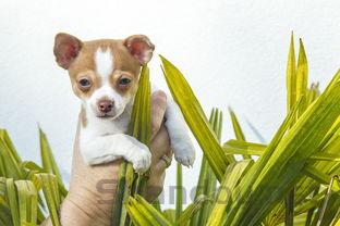 狗狗身上烂了一块是咋回事?狗狗身上烂了一块要吃药吗?