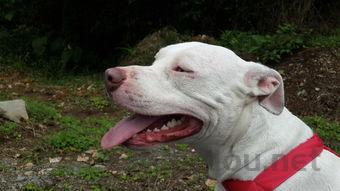 狗狗没有活力,走路慢吞吞是什么情况?该咋办?