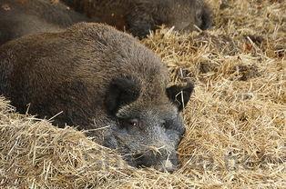 狗身上有很多皮屑是什么情况?狗身上有很多皮屑该怎么做才对?