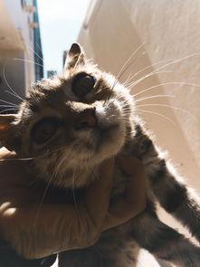 猫咪吐褐色液体是到底怎么了?猫咪吐褐色液体有什么办法恢复?