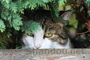 猫咪一直呕吐,今天早上吐了黄水该如何是好?