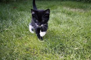 小猫出生第一天就发现脚趾发黑发红渗血该咋办?