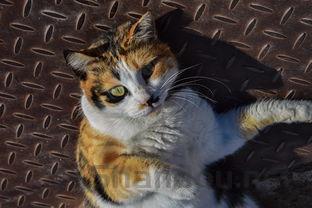 小猫出生第一天就发现脚趾发黑发红渗血该咋办?