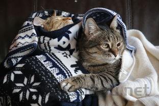 猫咪总喜欢叫唤趴地上是啥缘故?该如何是好?