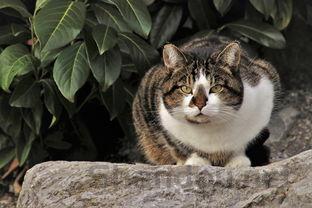 猫咪屁股上有血而且便便上有血该怎么处理?