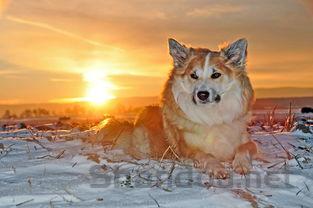 狗狗冬天脱毛严重,为何会这样?狗狗冬天脱毛严重怎么弄会好?