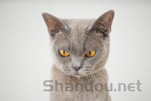 猫咪不吃不喝炎症高是什么原因?猫咪不吃不喝炎症高要怎么调理?