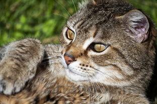 猫咪不吃不喝炎症高是什么原因?猫咪不吃不喝炎症高要怎么调理?