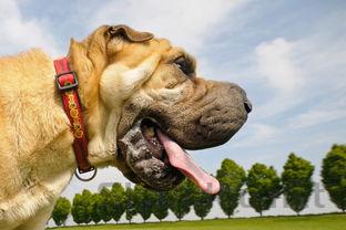 狗狗流黏口水有眼屎是什么情况?狗狗流黏口水有眼屎该怎么做才对?