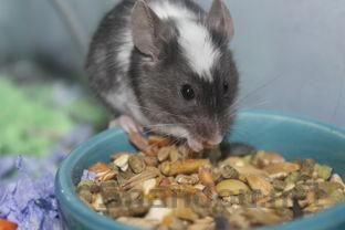 猫咪身上有圆状结痂是到底怎么了?该如何是好?