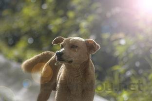 猫咪身上有圆状结痂是到底怎么了?该如何是好?