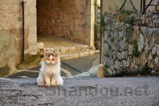 猫咪身上有圆状结痂是到底怎么了?该如何是好?