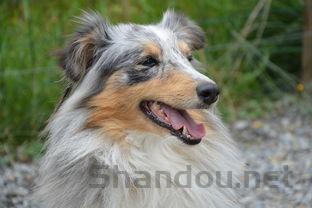 狗狗肚皮和腿窝长脓性痘痘是咋回事?要如何应对?