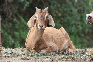 猫咪有一点打喷嚏眼屎多是啥情况?该用什么办法?