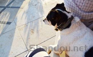 猫咪后背毛稀少是怎么回事?猫咪后背毛稀少该怎么解决?