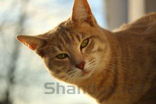 猫咪精神不振一直腹式呼吸口呼吸有什么办法恢复?