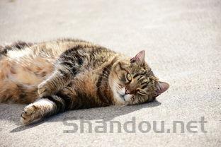 猫咪精神不振一直腹式呼吸口呼吸有什么办法恢复?