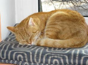 猫咪鼻子耳朵发现红点破皮是何原因?要怎么调理?